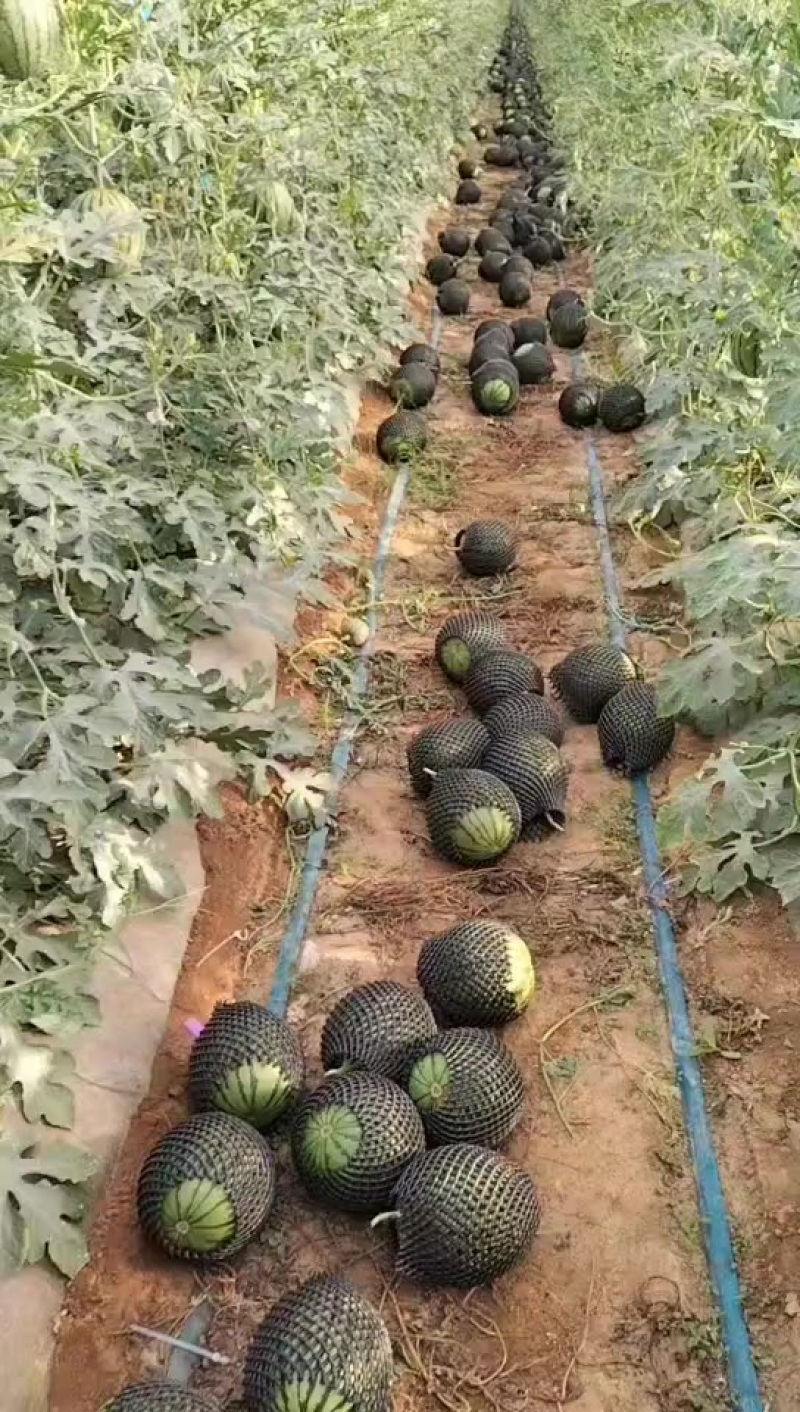 陕西蒲城小糖丸西瓜大量供货中