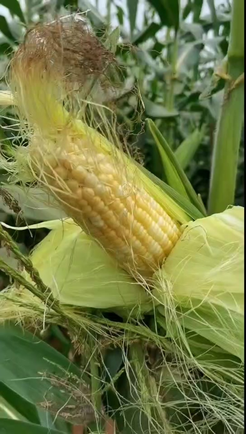 黄白双色
