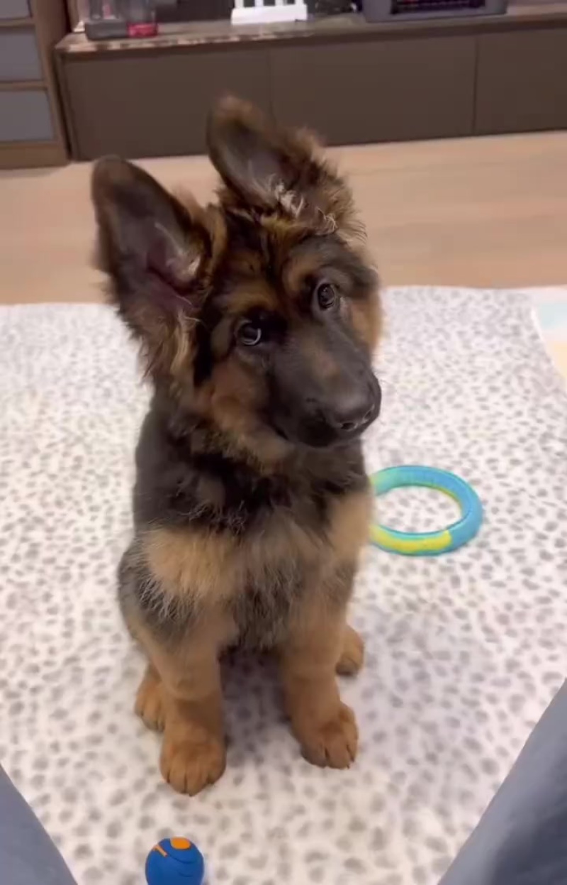 德牧