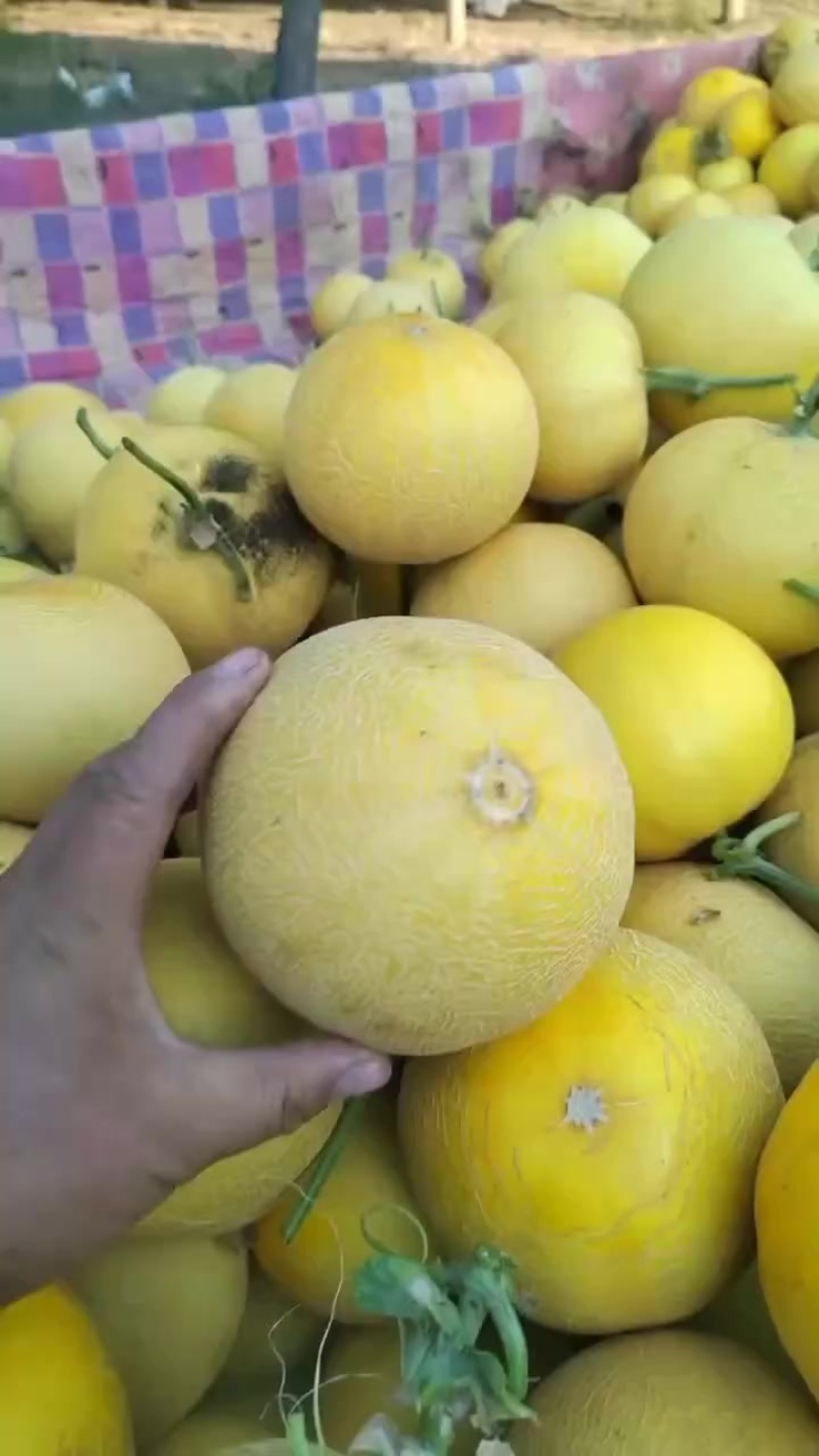 自产自销，暖室伊丽莎白二茬，2万斤，支持散装1.6上车