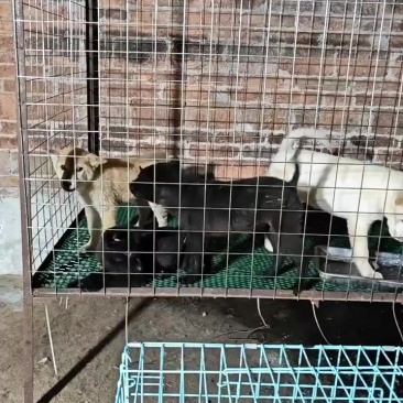 中华田园犬系列，土松，黄狗白面，五红，五黑，四眼铁包金，土猎