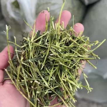 茶梗