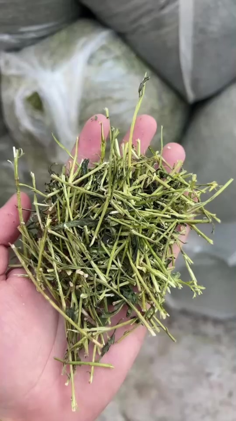 茶梗