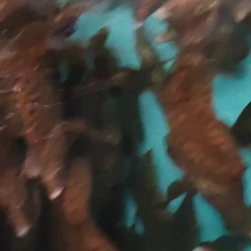 老鼠斑出售
