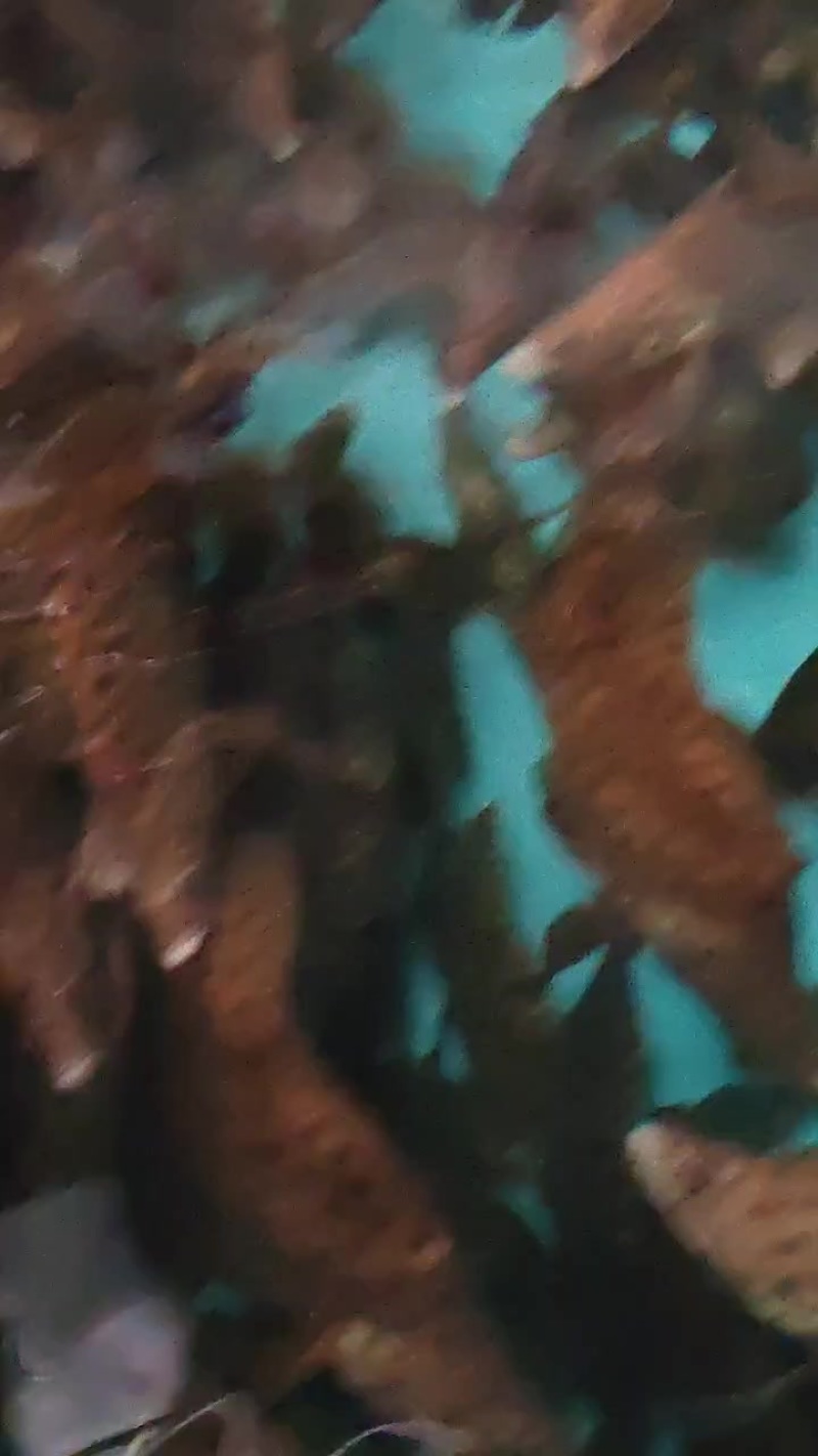 老鼠斑出售