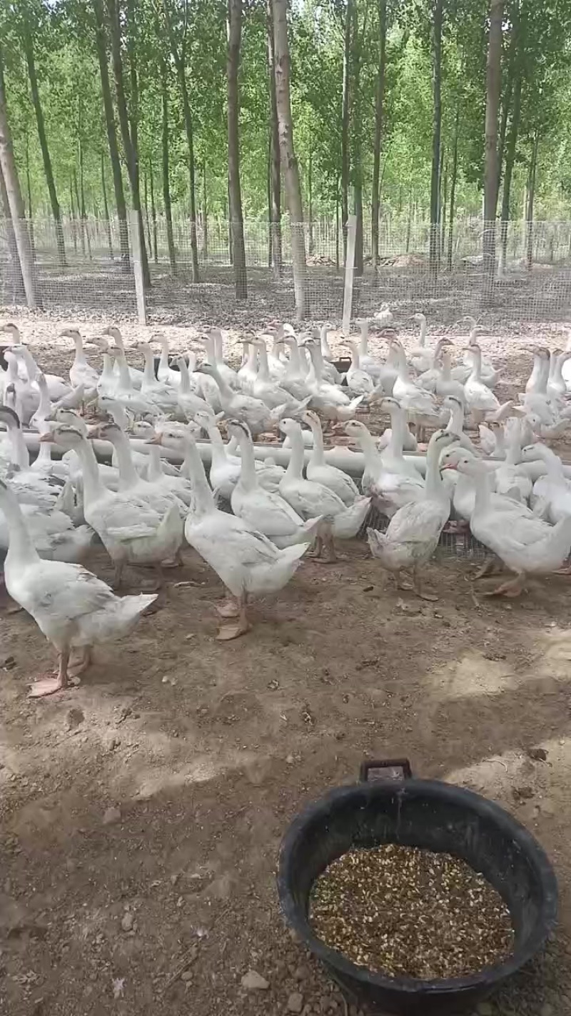 大白鹅大三花