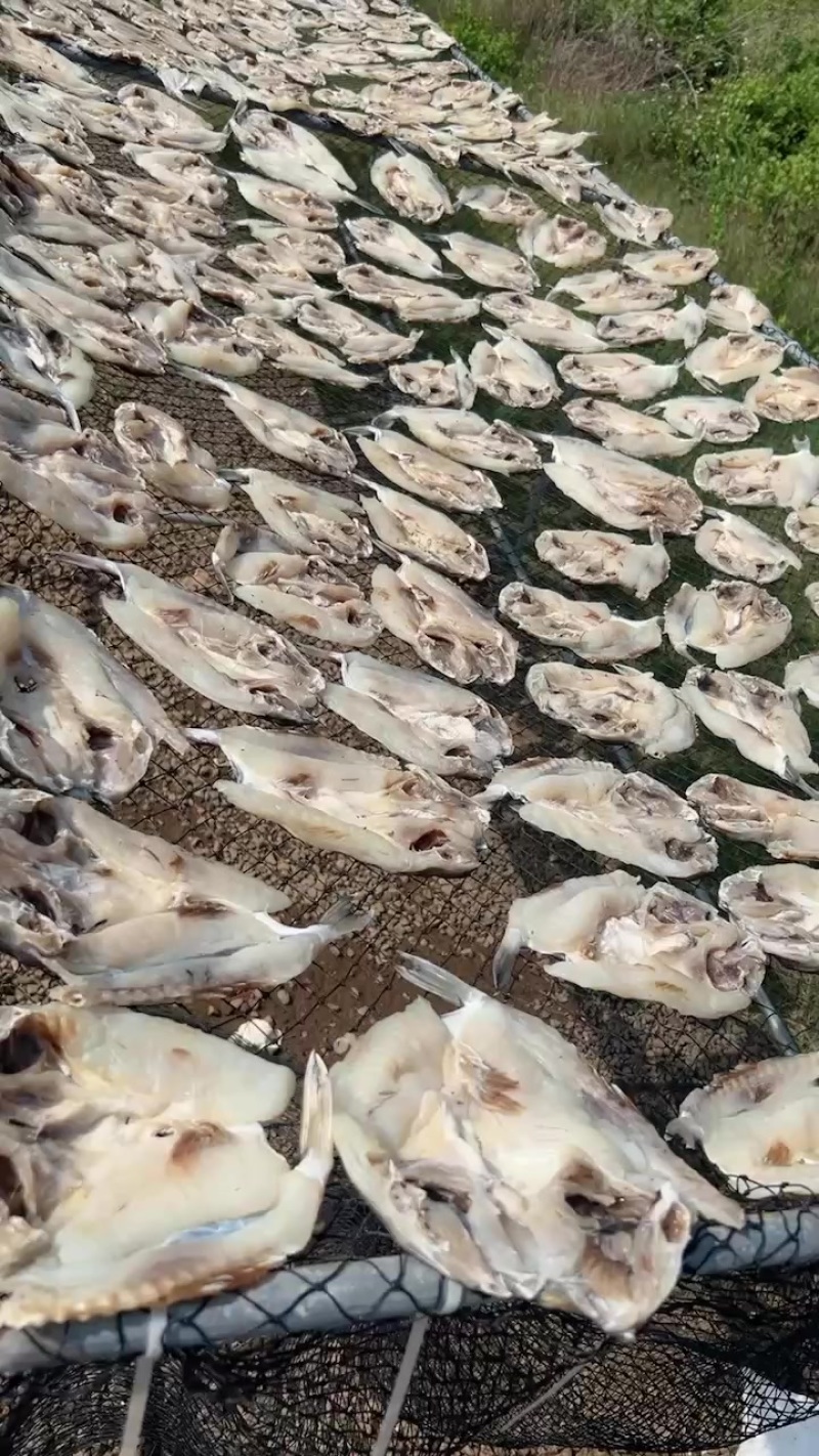 广东省徐闻水尾码头鲨鱼干一万斤