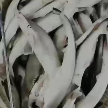 广东省徐闻水尾码头鲨鱼干一万斤