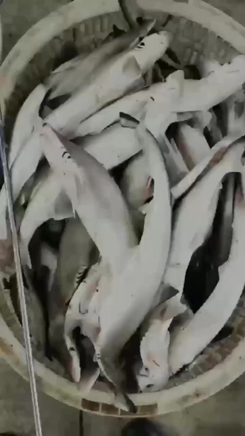 广东省徐闻水尾码头鲨鱼干一万斤