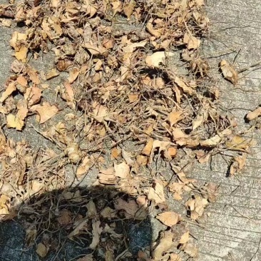 野生大通筋，闽南语草头