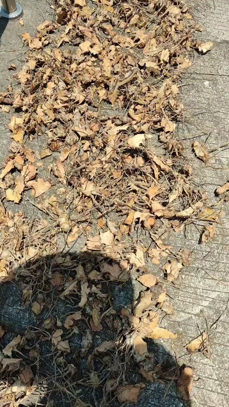野生大通筋，闽南语草头
