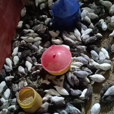 芦丁鸡