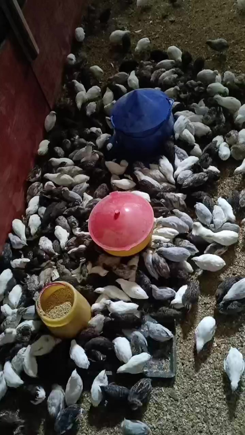芦丁鸡