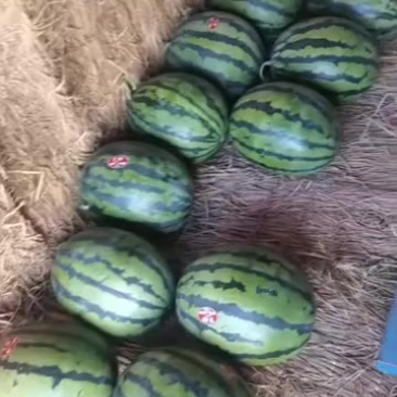 甜王大西瓜