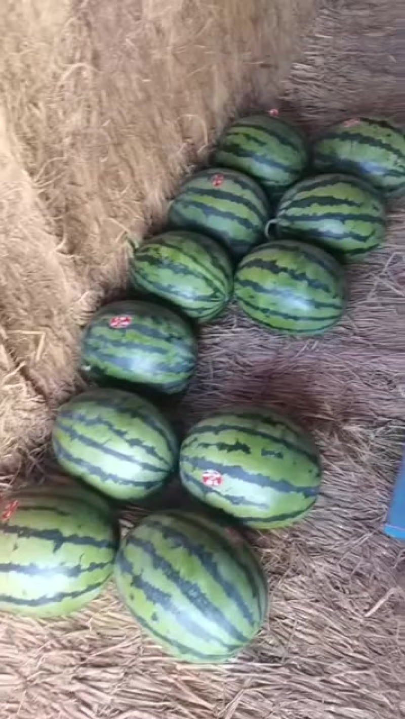 甜王大西瓜