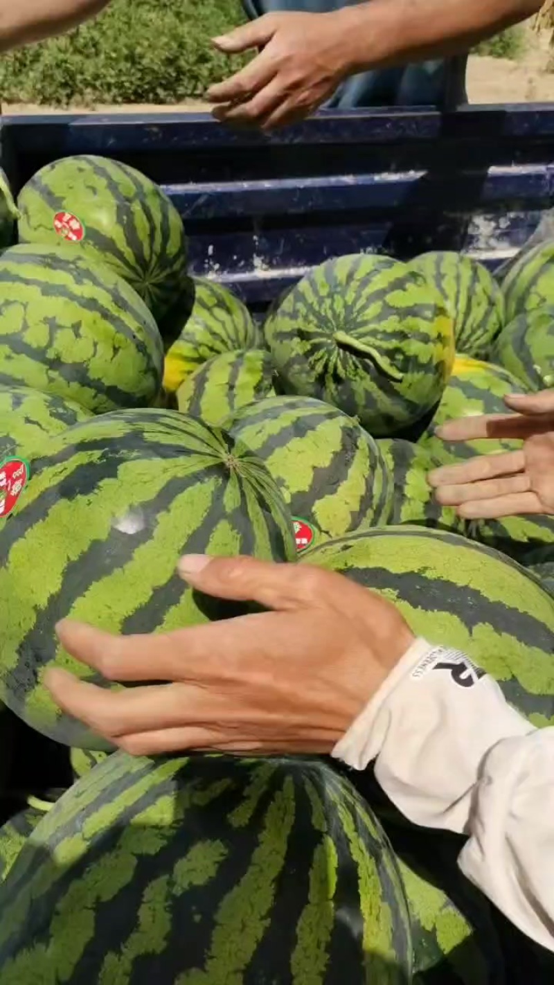 甜王大西瓜