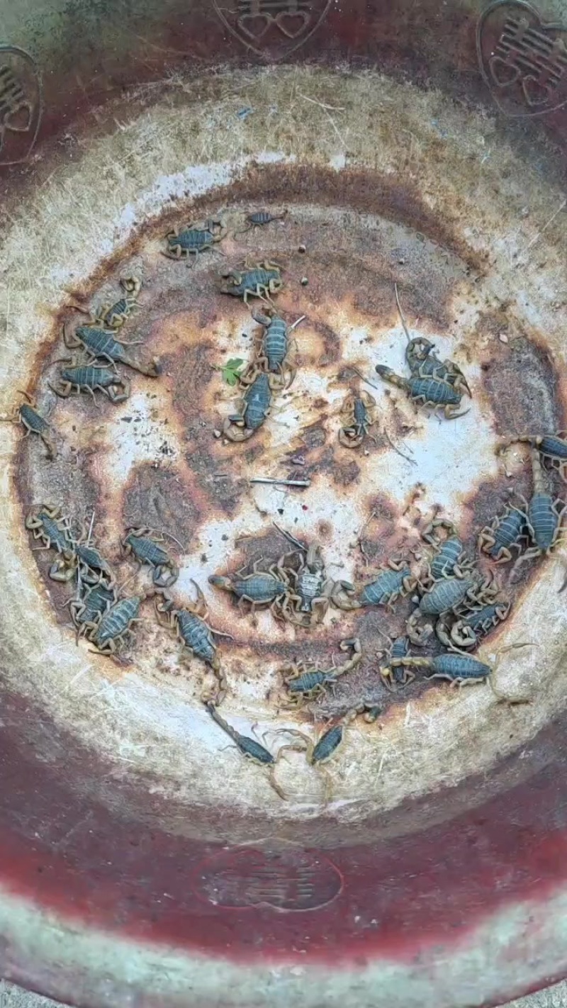 鲜活的从山上抓的蝎子。