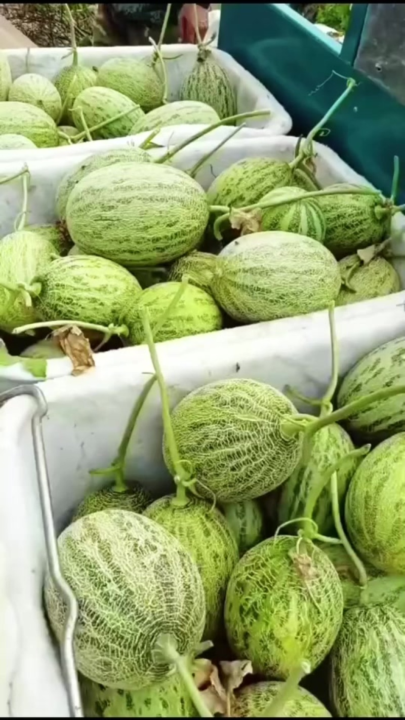 奶油蜜瓜