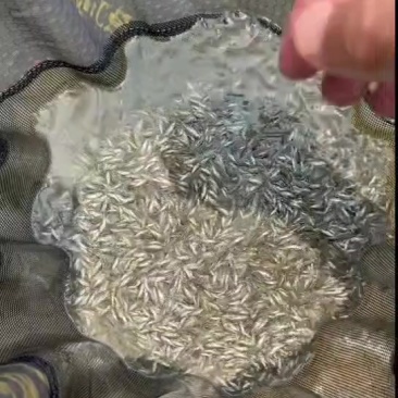 麦鲮鱼8000到10000规格