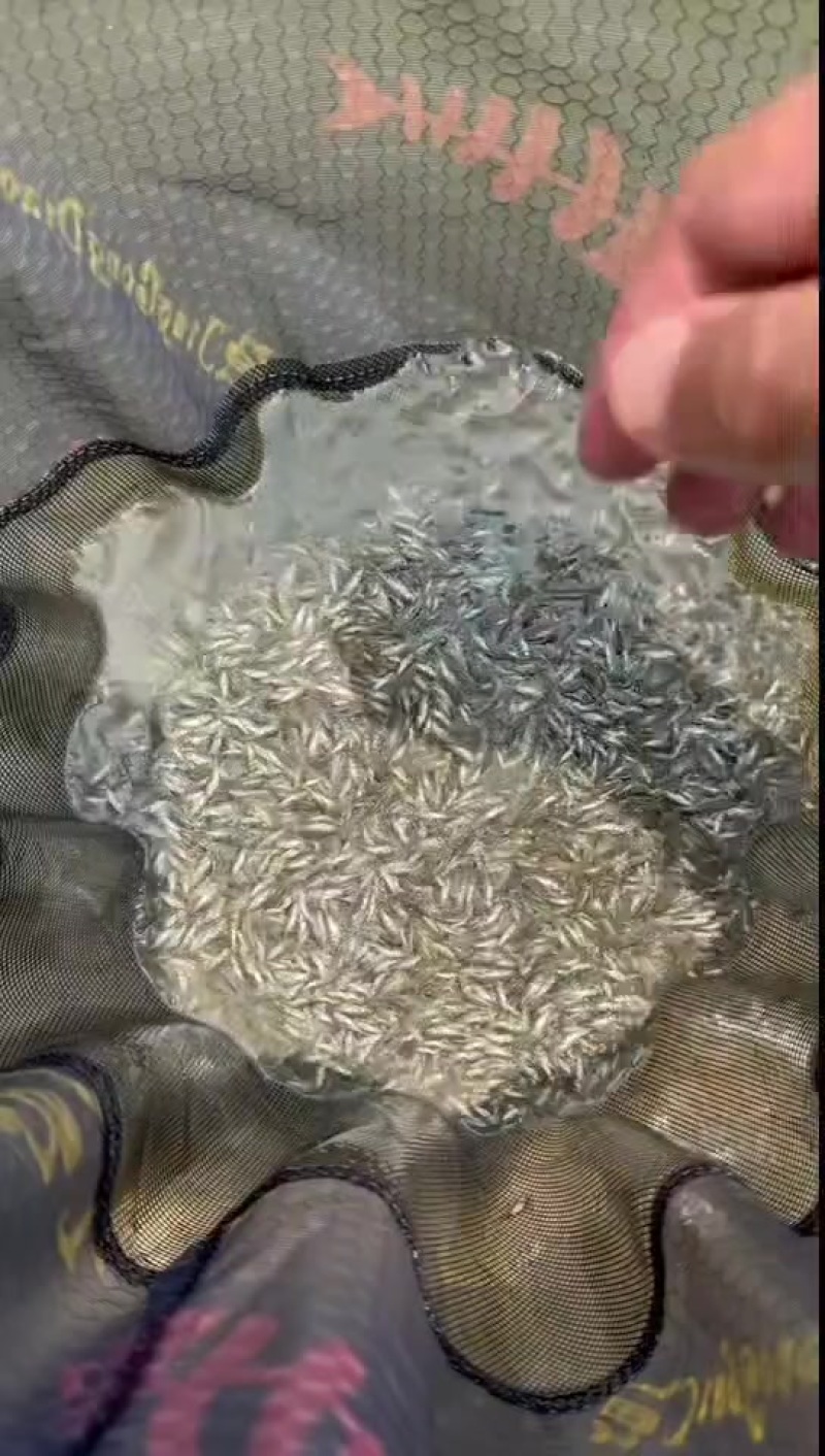 麦鲮鱼8000到10000规格