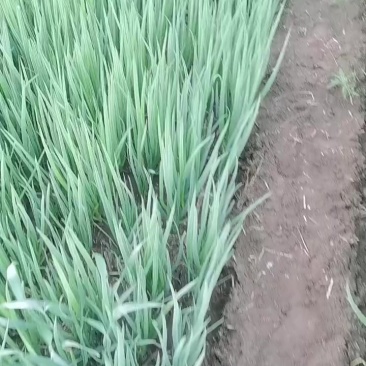 章丘长白葱苗
