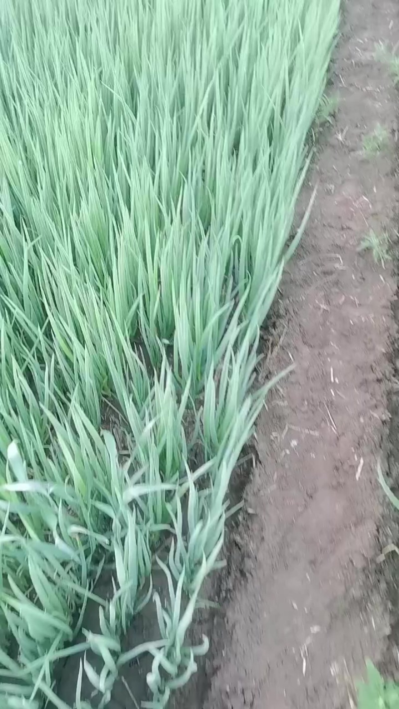 章丘长白葱苗