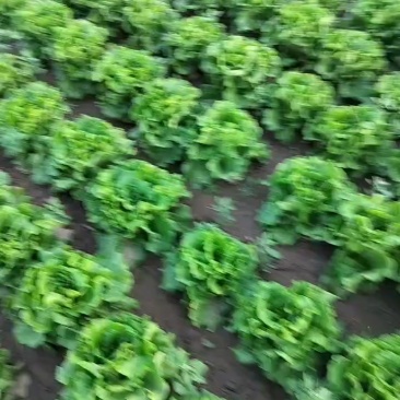 罗马生菜