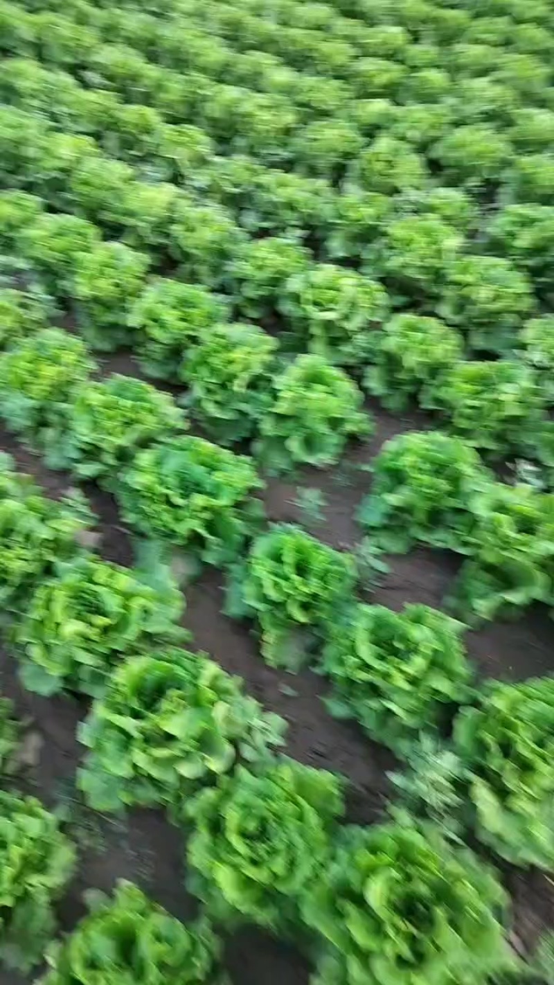 罗马生菜