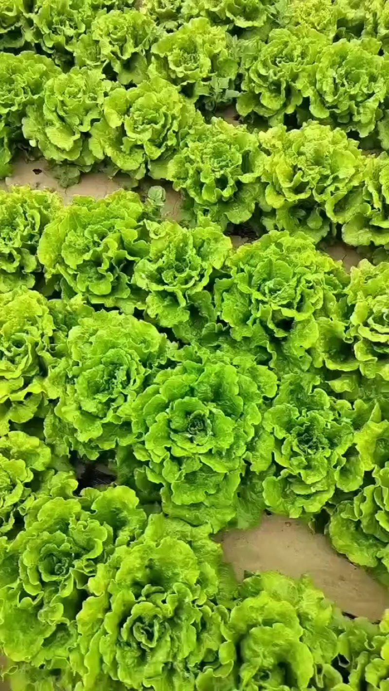 罗马生菜