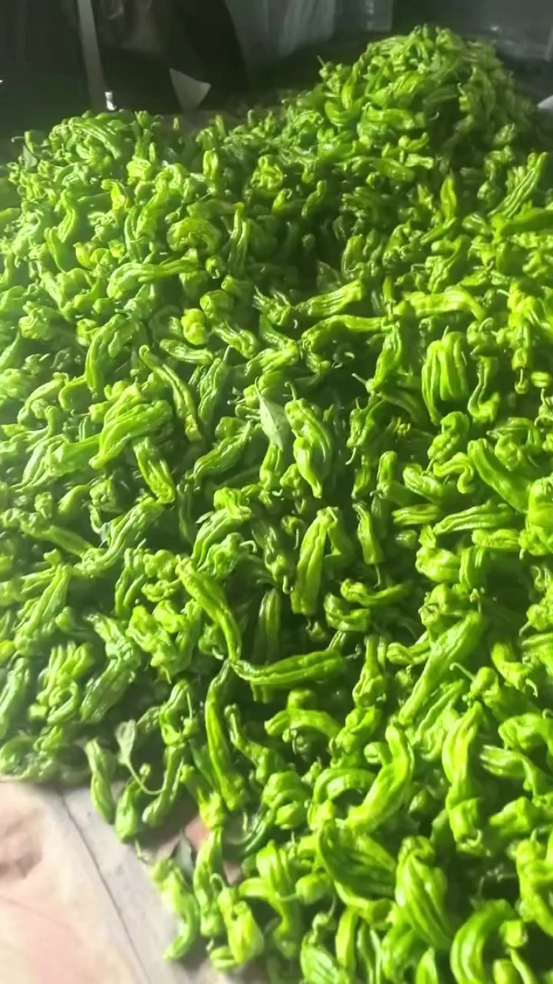 薄皮青椒大量有货