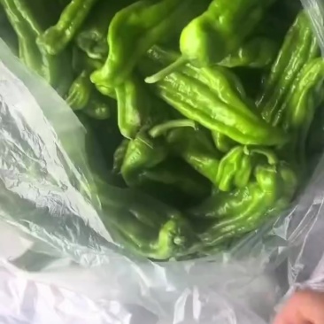 薄皮青椒大量有货