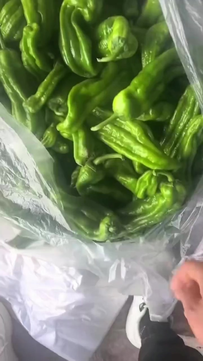 薄皮青椒大量有货