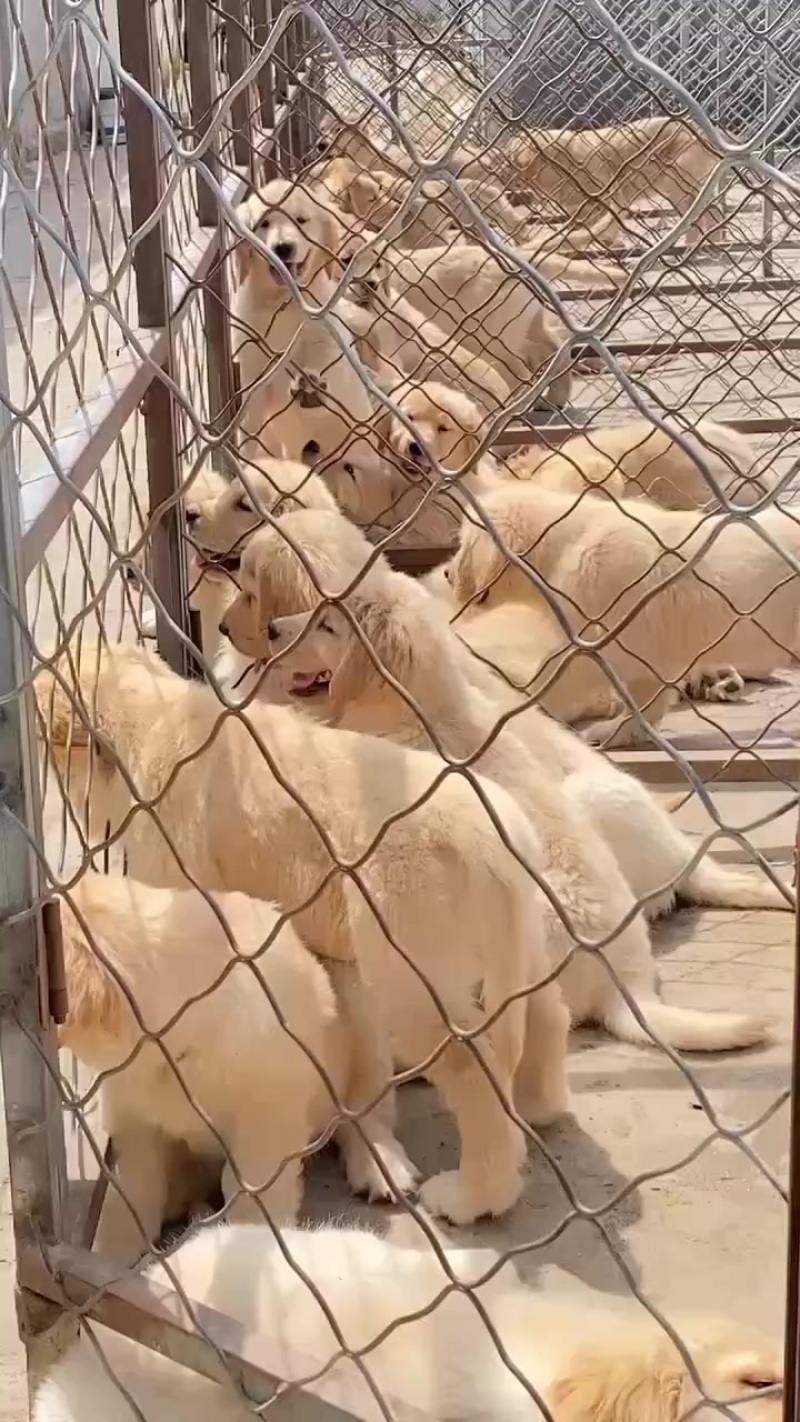 自己家养殖