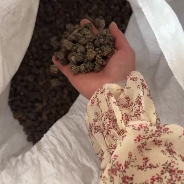 水洗两遍以上家种猫爪草颗粒饱满大小均匀基地直发规格齐全