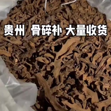 骨碎补