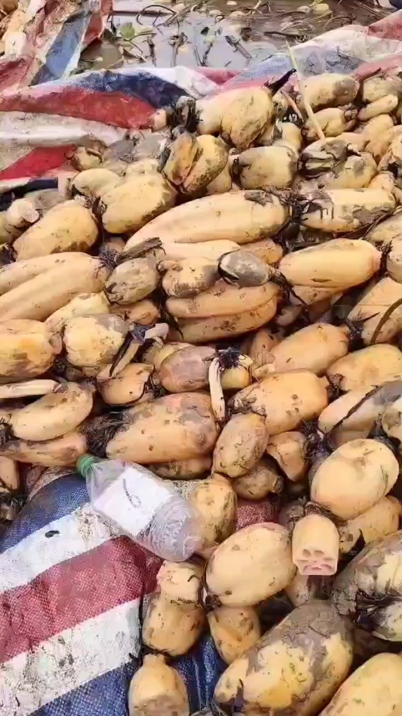 莲藕
