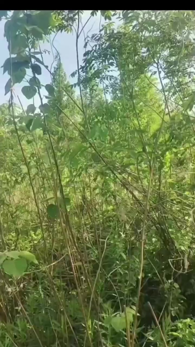 野生蜂蜜