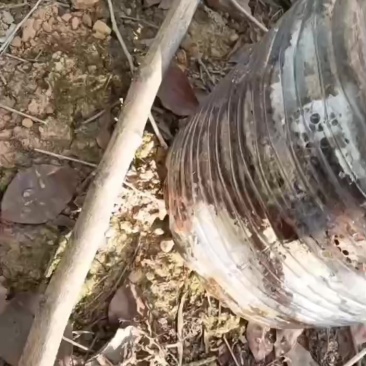 野生蜂蜜