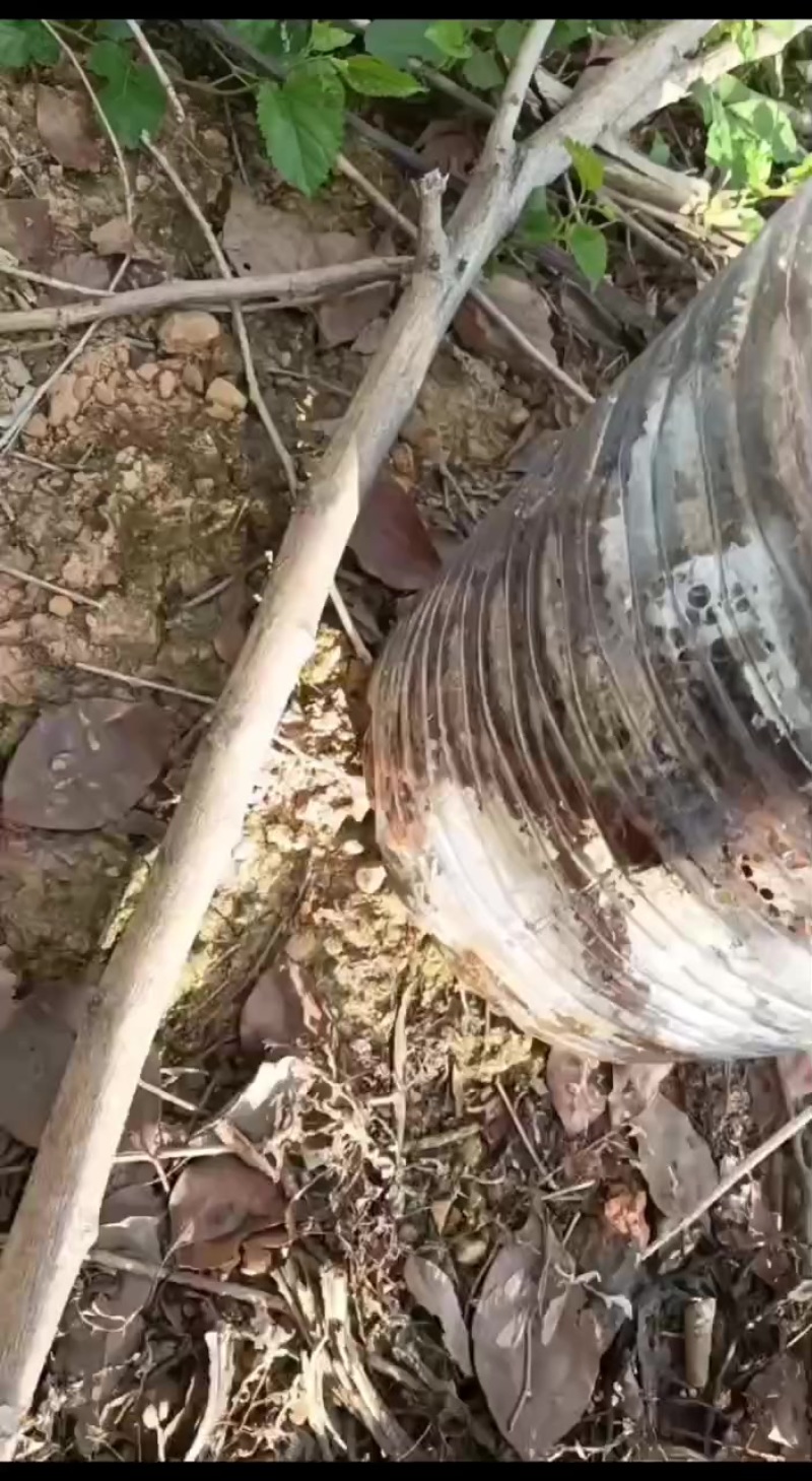 野生蜂蜜