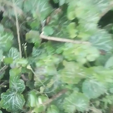 四川宜宾的虎耳草