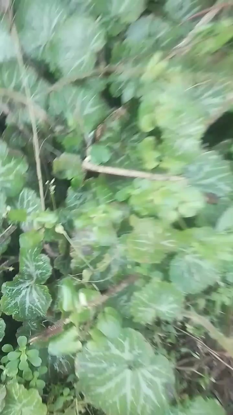 四川宜宾的虎耳草