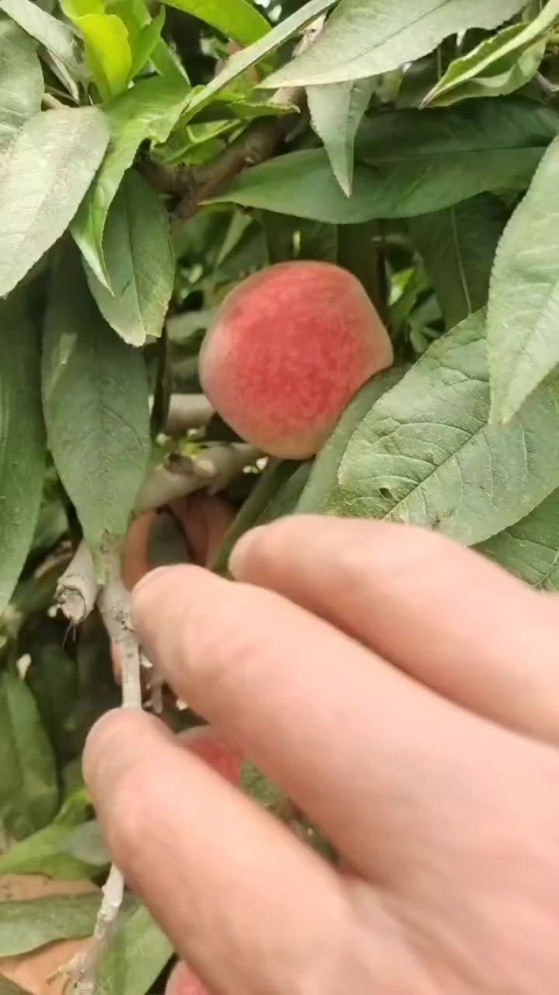 毛桃突围上市啦