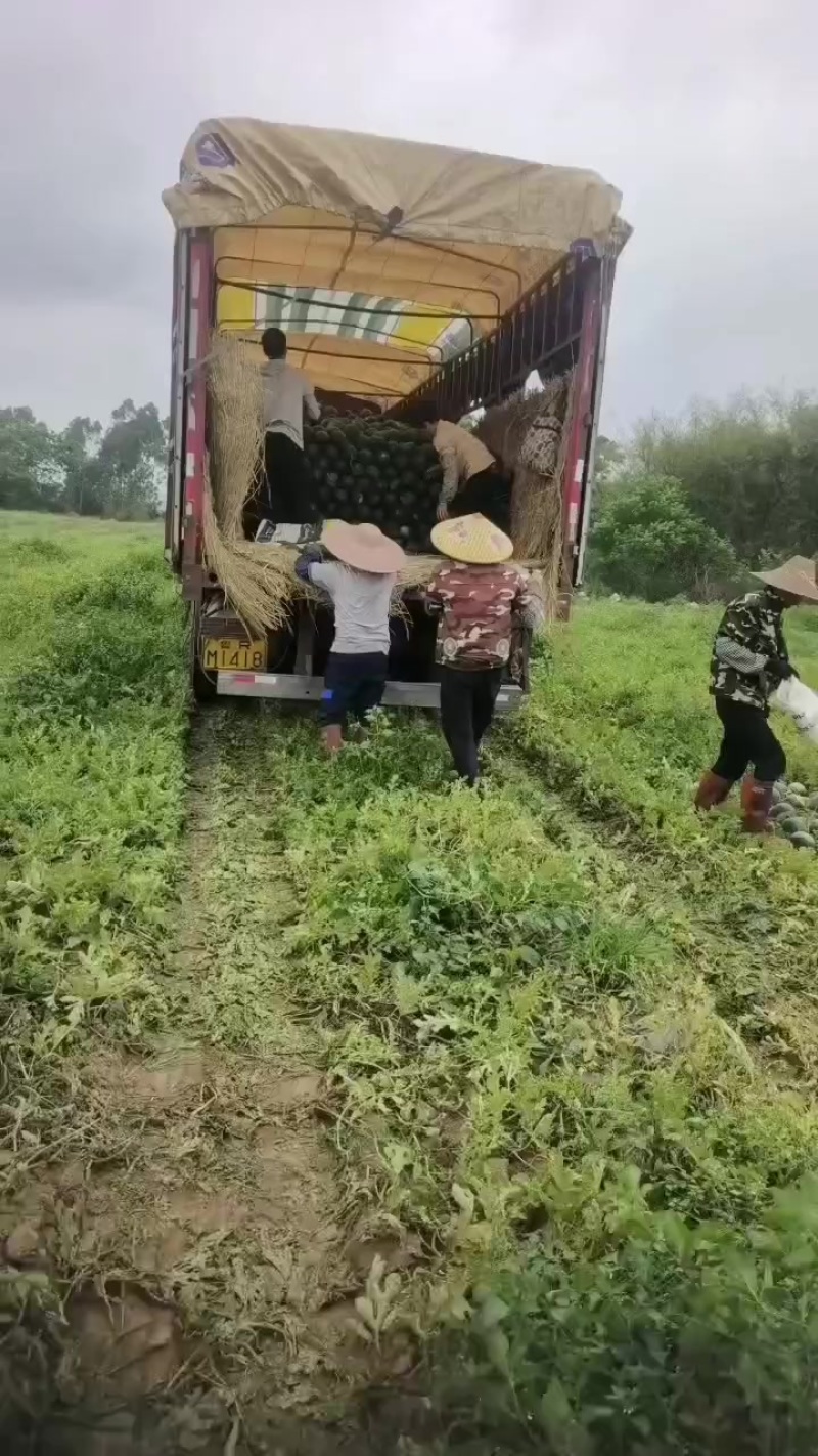 黑美人6斤起，大量有货，需要老板可以实地来考察，欢迎光临