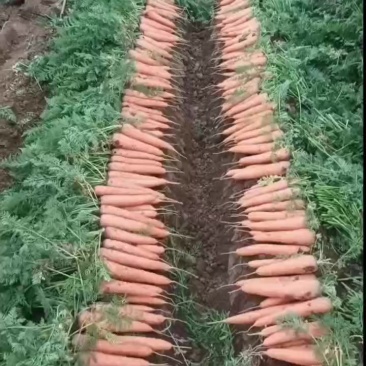 胡萝卜