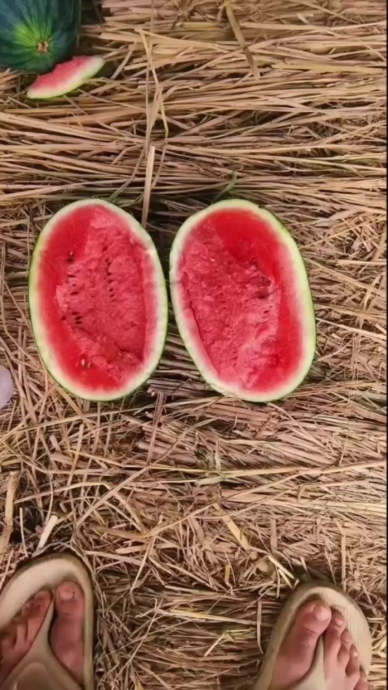 黑美人6斤起，大量有货，需要老板可以实地来考察，欢迎光临