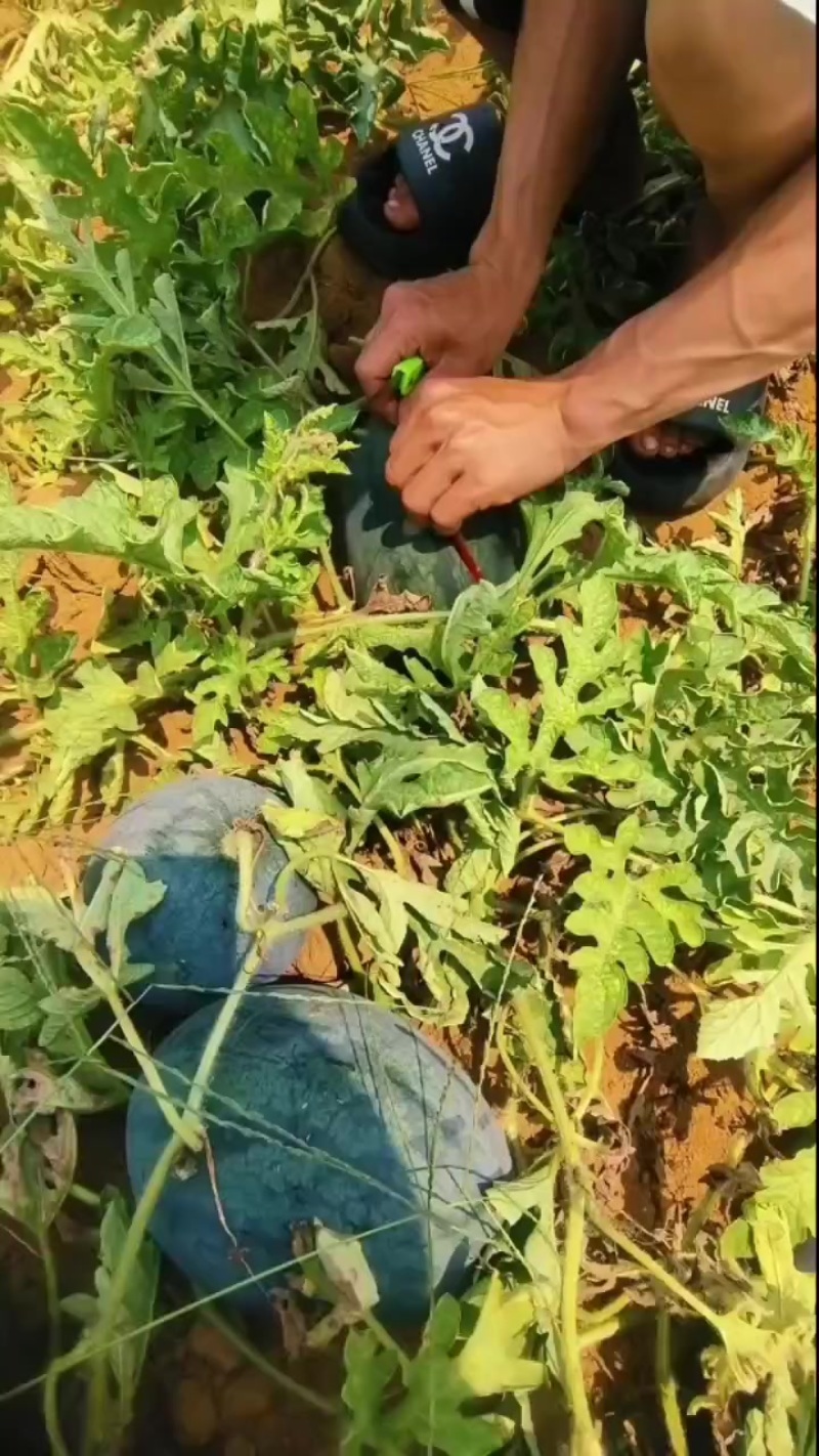 黑美人6斤起，大量有货，需要老板可以实地来考察，欢迎光临