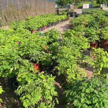洛阳牡丹花盆栽