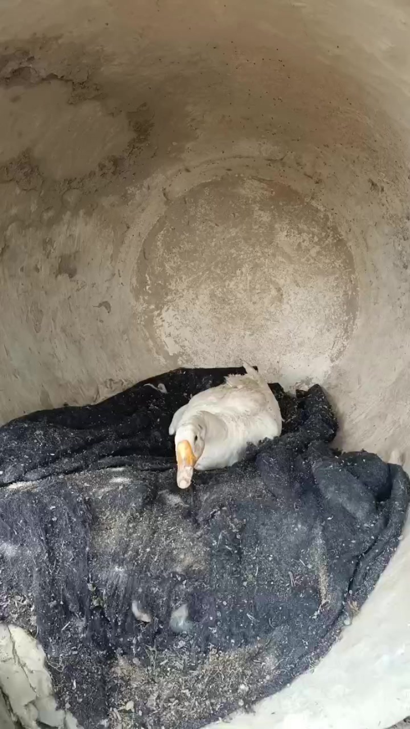 三花种鹅蛋