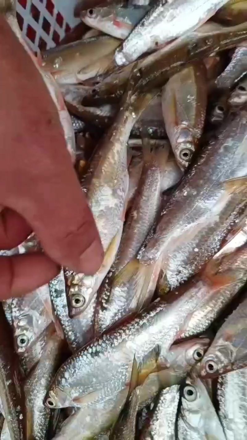 新鲜人工破肚小白条