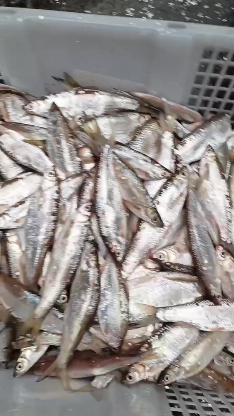 新鲜人工破肚小白条